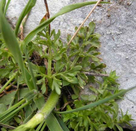 Ranunculus millefoliatus